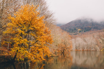 Autumn Landscape of lake and forest