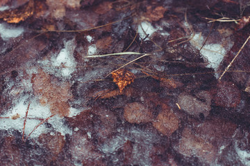 autumn leaves are beautifully frozen