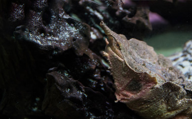 Fringed turtle. Chelus fimbriatus in natural habitat.Smiles