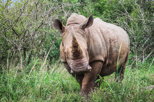 Nashorn Billeder – Gennemse 8,008 stockfotos, vektorer og videoer