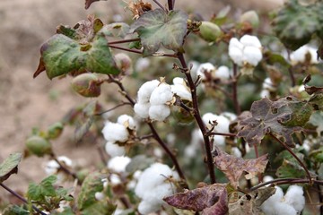 Cotton on plant ready to be picked