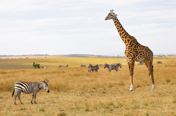 Masai or Kilimanjaro Giraffe,  giraffa camelopardalis tippelskirchii, with common zebra, Equus quagga, in hilly savannah landscape