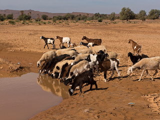 Ziegenherde an einer Wasserstelle in der Wüste Sahara im Süden Marokko