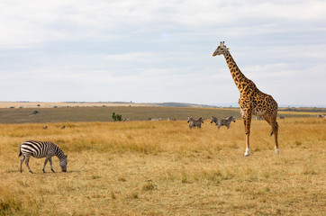 Masai or Kilimanjaro Giraffe,  giraffa camelopardalis tippelskirchii, with common zebra, Equus quagga, in hilly savannah landscape