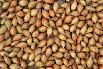 onions at the market