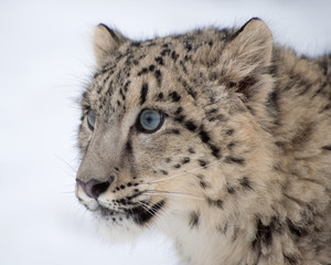 Snow Leopard Cub Portrait on Isolated White Background