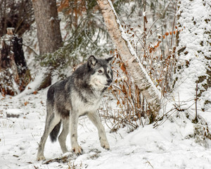 Tundra Wolf Walking through Birch Trees 4