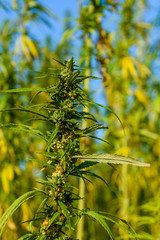 Closeup of green medical cannabis plant