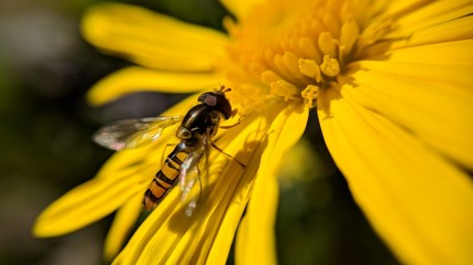 Bee on flower yellow