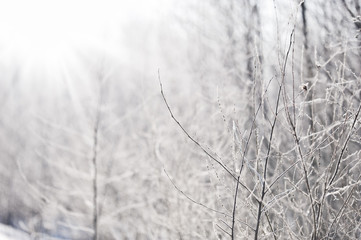 Snow and frost covered tree branches backlight by the low angle sun. Selective focus and shallow depth of field.