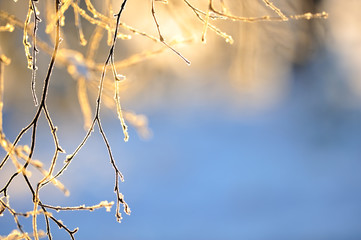 Snow and frost covered birch tree (Betula pendula) branches against defocused backgound. Selective...