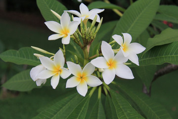 white lilies in pond