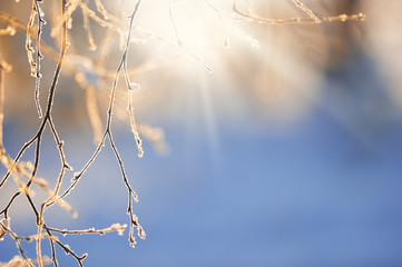 Frost covered birch tree (Betula pendula) branches in winter landscape backlight by the low angle...