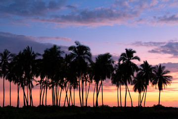 Fototapeta na wymiar Palm Trees, The Beach at Pu'uhonua O Honaunau, the Big Island, Hawaii 