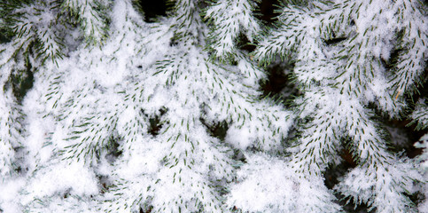 Snow-covered blue fir tree. Winter background with snow.