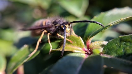 Wasp