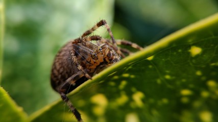 Spider on leaf