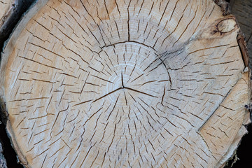 A cut of the tree trunk giving a good view of the concentric year of the ring isolated, many cracks...