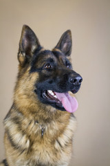 German shepherd dog posing in the studio. Dog portrait inside.