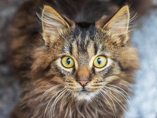 Young striped cat with a staring look at the dark background_