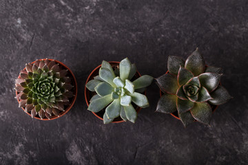 Small succulents in pots