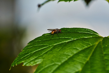 Currant bush. A fly sits on a sheet of currant. Nature, macro, close-up. Russia, Moscow region, Shatura.A fly on a sheet of currant
