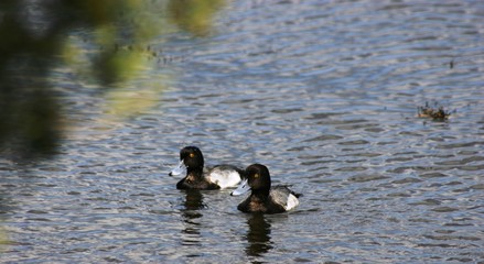 two lesser scaup ducks swimming in a pond 1