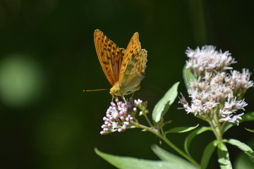 farfalla