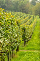 Obraz premium Vignes en rangées