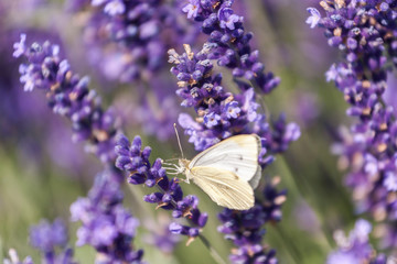 Schmetterling
