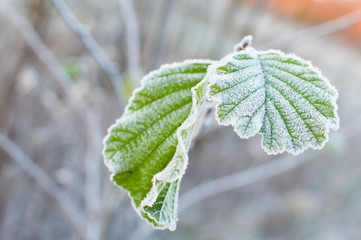 first frost and leaf