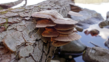 autumn concet mushroom and water