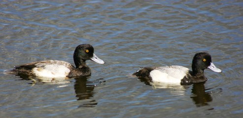 two lesser scaup ducks swimming in a pond 2