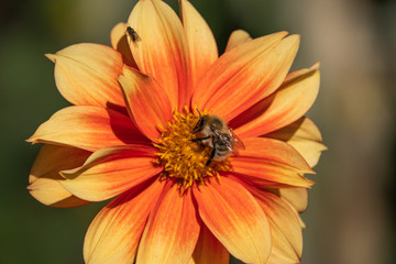 Carder Bumblebee on Orange Dahlia Flower