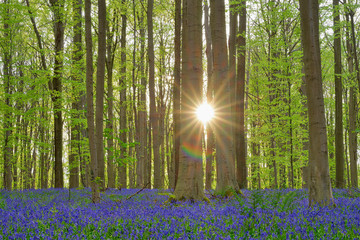 Belgium, Flemish Brabant, Halle, Hallerbos, Bluebell flowers, Hyacinthoides non-scripta, beech forest in early spring