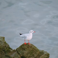 the birds in the nature