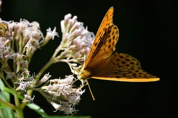 argynnis paphia