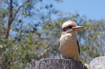 Kookaburra 