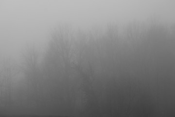 Autumn landscape. Park with thick gray fog