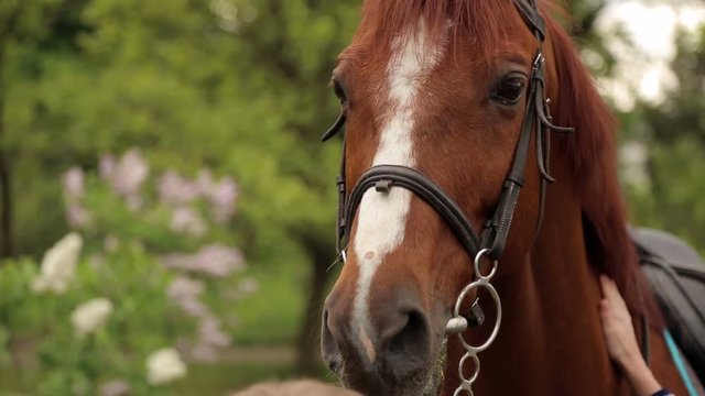Close-up of the muzzle of a brown horse with a white spot in the Park on the background of green trees.