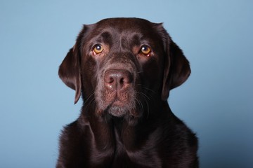 Brown labrador dog in front of a colored background