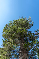 Pine tree view from below