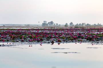 Fototapeta premium Sakon Nakhon Thailand. Nong Han Lake and lotus flower in the during sunrise