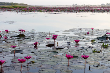 lotus flower in Nong Han Lake at Sakon Nakhon Province Thailand