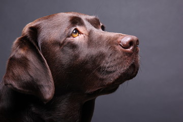Brown labrador dog in front of a colored background - obrazy, fototapety, plakaty