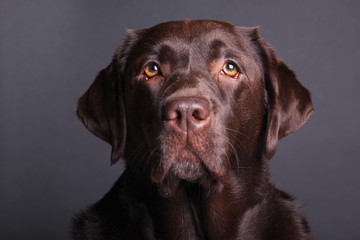 Brown labrador dog in front of a colored background