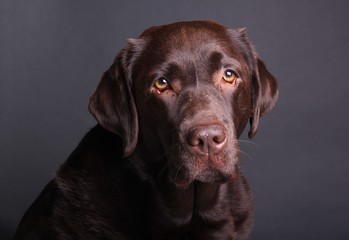 Brown labrador dog in front of a colored background