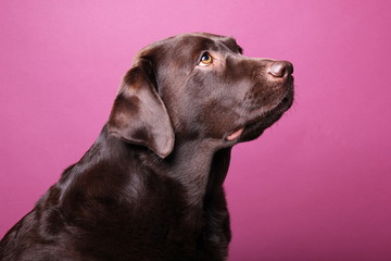 Brown labrador dog in front of a colored background