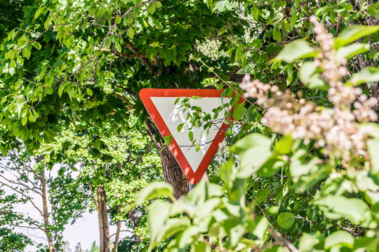 Dangerous traffic situation, overgrown bush leaves tree branches covering give way yield sign. Traffic hazard concept. Can not see the sign from the road.
