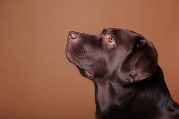 Brown labrador dog in front of a colored background